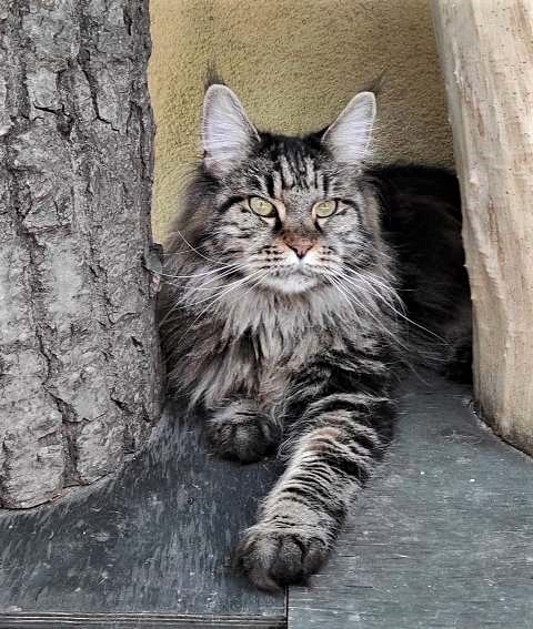 Veroni Bystra - мейн-кун