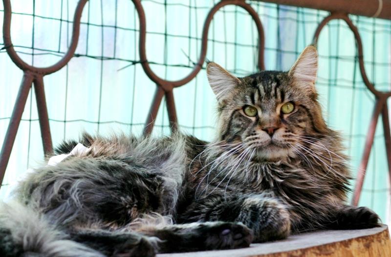 Asher Royal Tigers - maine-coon