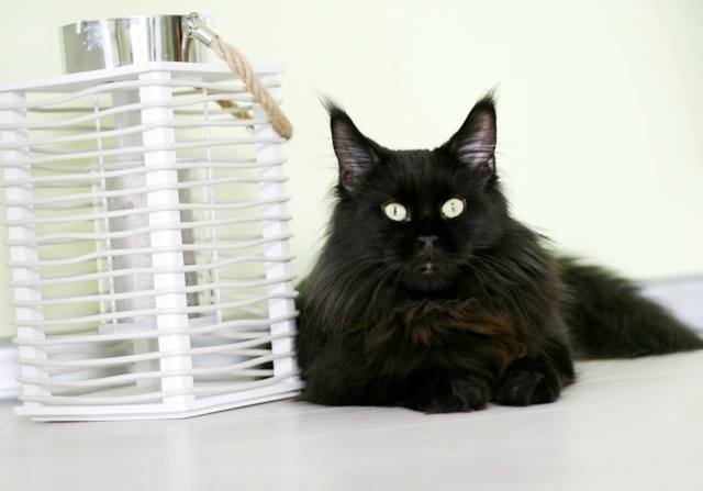 Lollipop Dwa Formaty - мейн-кун