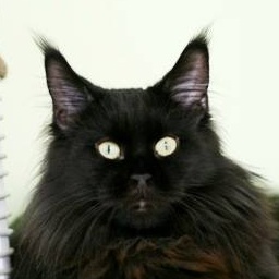 Lollipop Dwa Formaty