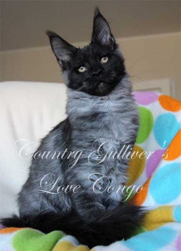 Country Gulliver's Love Congo - мейн-кун