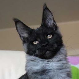 Country Gulliver's Love Congo