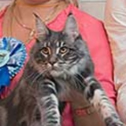 Country Gulliver's Ursalina