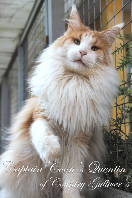 Captain Coon's Quentin - maine-coon