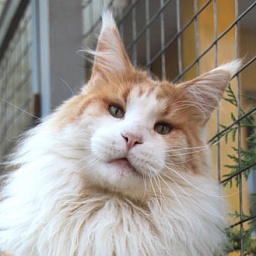 Captain Coon's Quentin