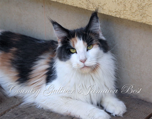 Country Gulliver's Jamaica Best - мейн-кун