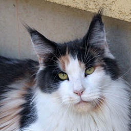 Country Gulliver's Jamaica Best