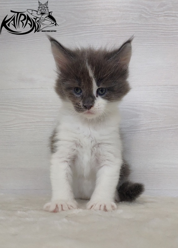 Katran Jack - Кошеня мейн-кун 1 місяць