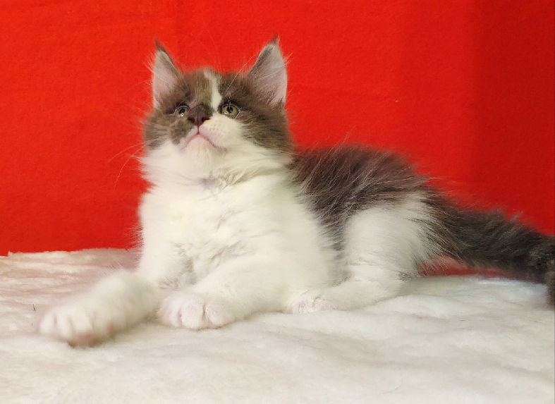 Katran Jack - Кошеня мейн-кун 1 місяць 3 тижні