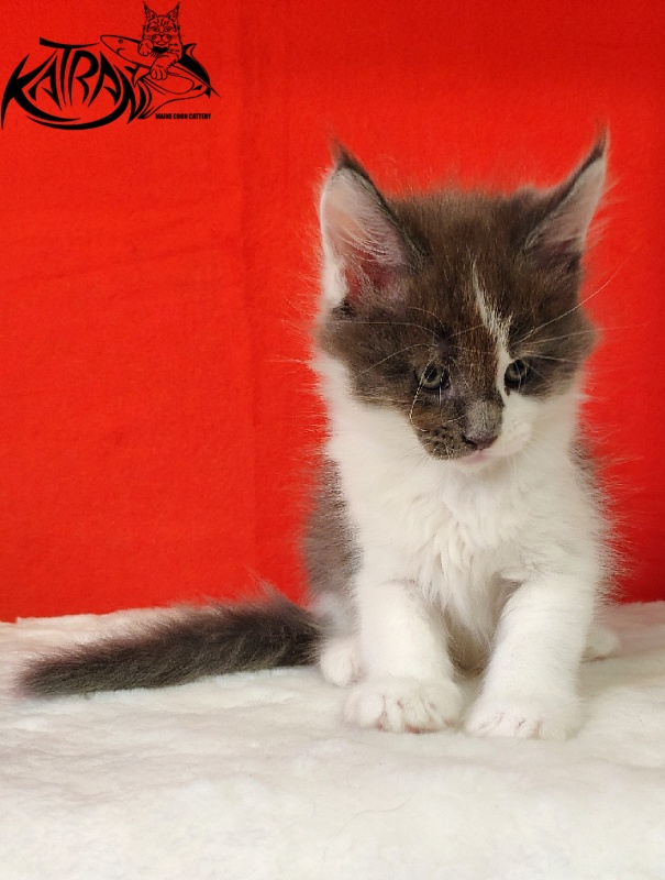 Katran Jack - Кошеня мейн-кун 1 місяць 3 тижні