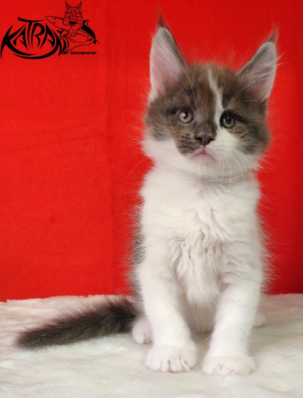 Katran Jack - Кошеня мейн-кун 1 місяць 3 тижні