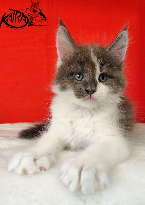 Katran Jack - Кошеня мейн-кун 1 місяць 3 тижні