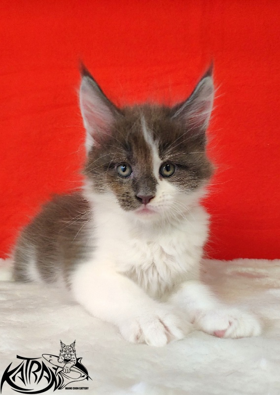 Katran Jack - Кошеня мейн-кун 1 місяць 3 тижні