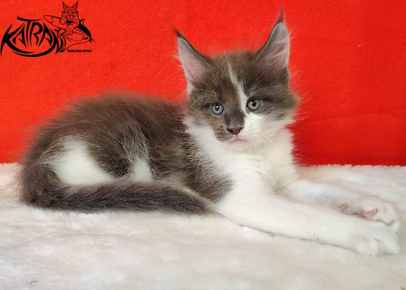 Katran Jack - Кошеня мейн-кун 1 місяць 3 тижні