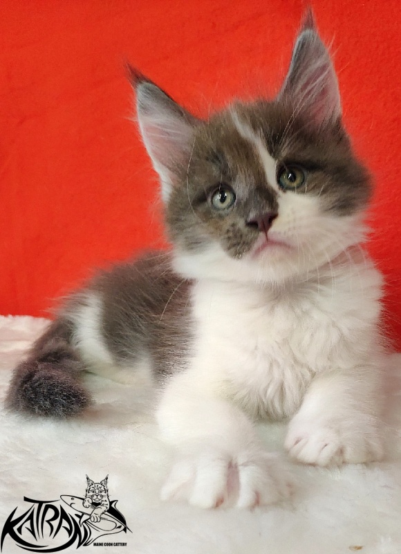 Katran Jack - Кошеня мейн-кун 1 місяць 3 тижні