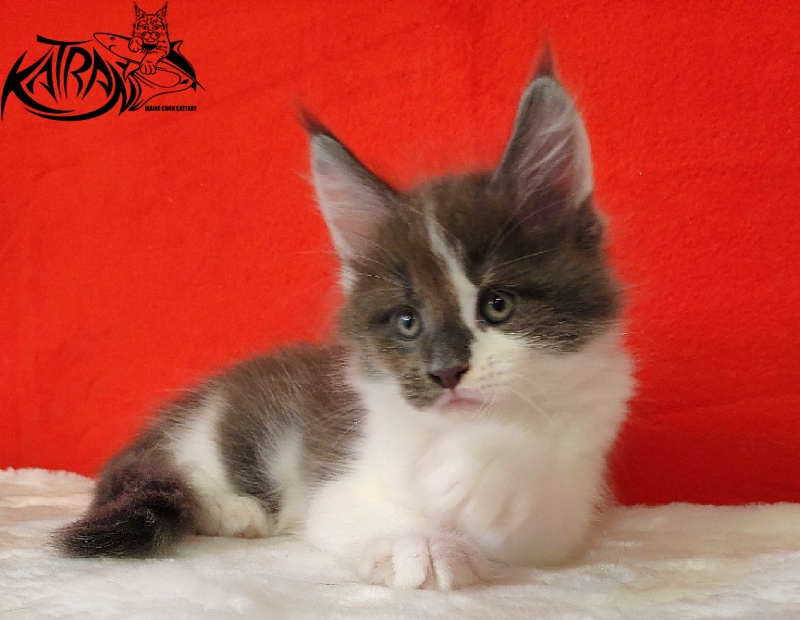 Katran Jack - Кошеня мейн-кун 1 місяць 3 тижні