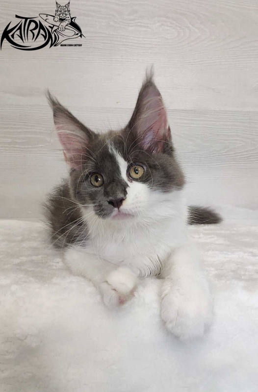 Katran Jack - Кошеня мейн-кун 3 місяця