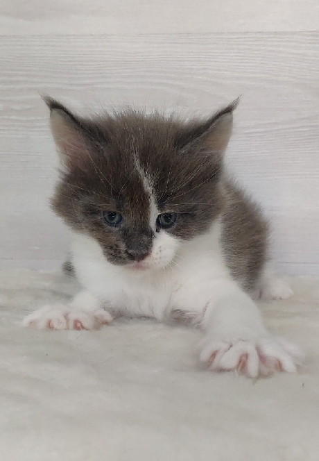 Katran Jack - Кошеня мейн-кун 1 місяць