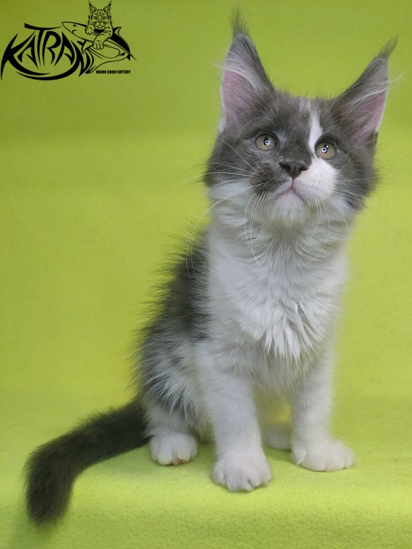 Katran Jack - Кошеня мейн-кун 2 місяця 2 тижні