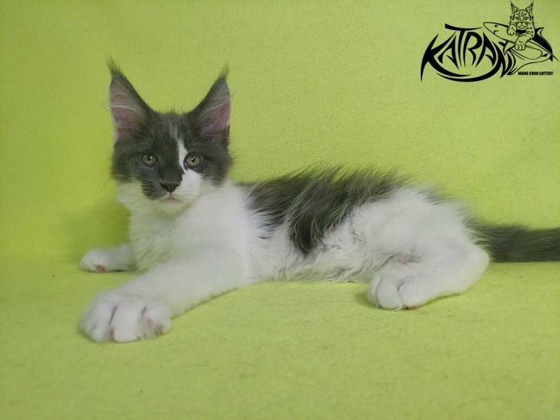 Katran Jack - Кошеня мейн-кун 2 місяця 2 тижні