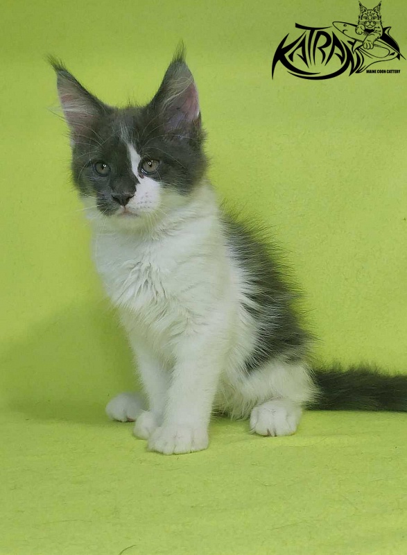 Katran Jack - Кошеня мейн-кун 2 місяця 2 тижні
