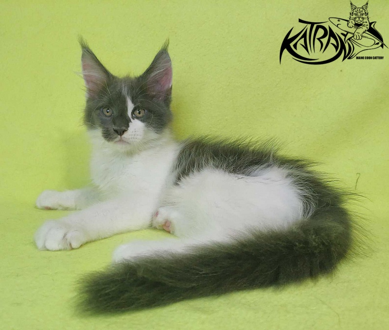 Katran Jack - Кошеня мейн-кун 2 місяця 2 тижні