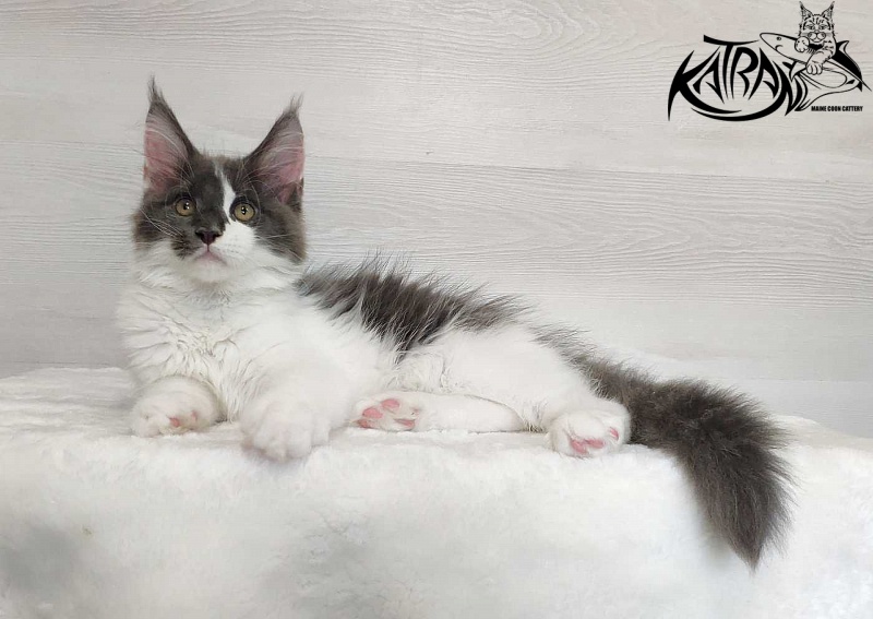 Katran Jack - Кошеня мейн-кун 3 місяця