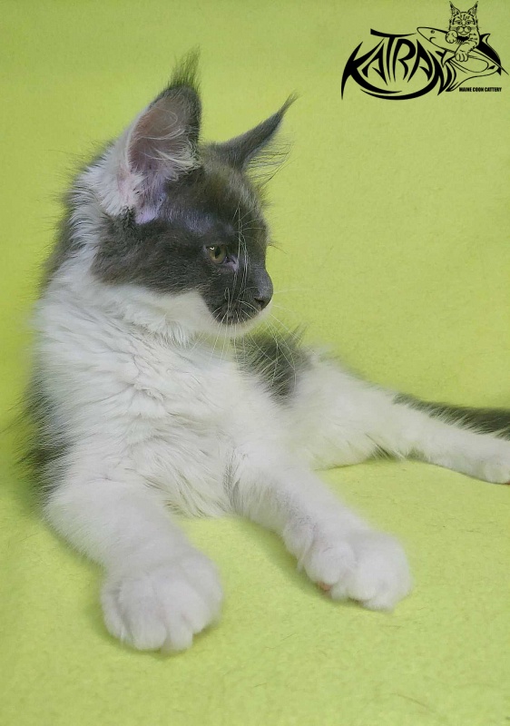 Katran Jack - Кошеня мейн-кун 2 місяця 2 тижні