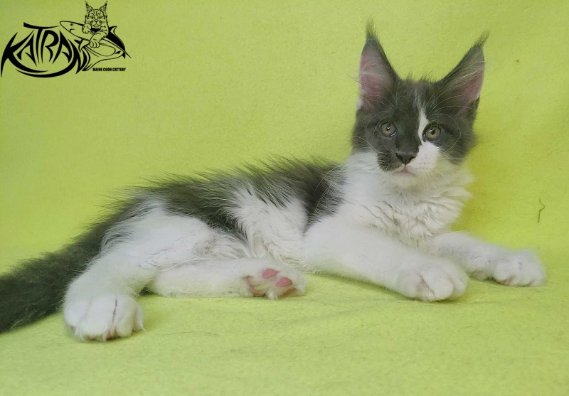 Katran Jack - Кошеня мейн-кун 2 місяця 2 тижні