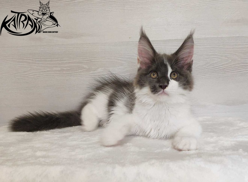 Katran Jack - Кошеня мейн-кун 3 місяця