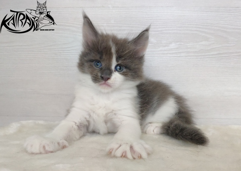 Katran Jack - Кошеня мейн-кун 1 місяць