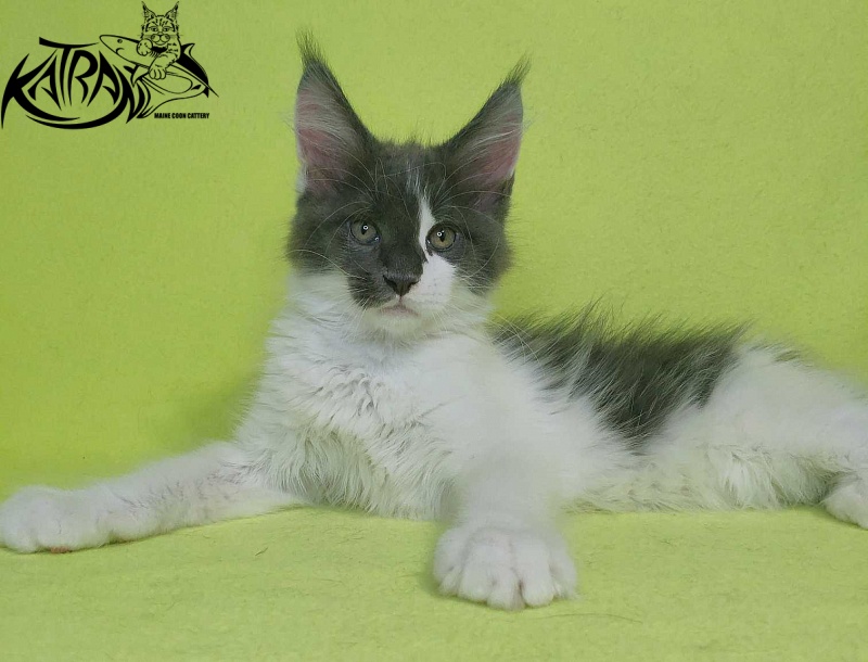 Katran Jack - Кошеня мейн-кун 2 місяця 2 тижні