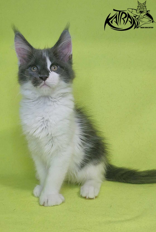 Katran Jack - Кошеня мейн-кун 2 місяця 2 тижні