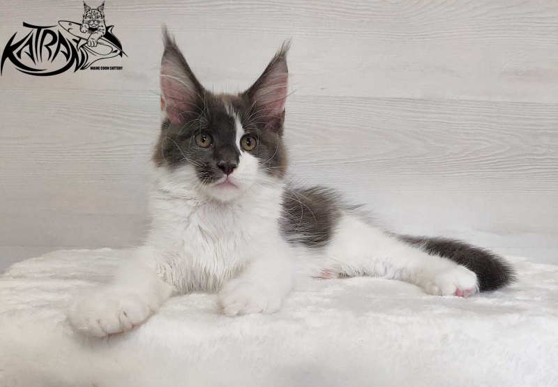 Katran Jack - Кошеня мейн-кун 3 місяця