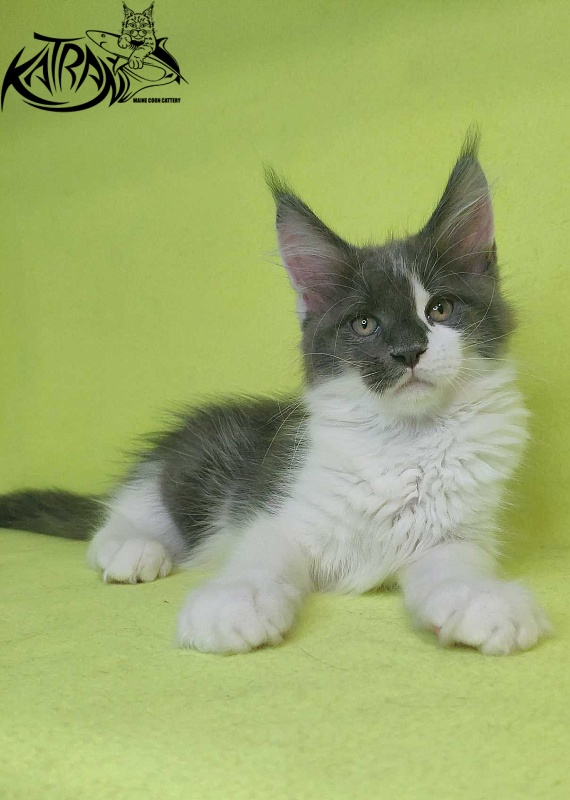 Katran Jack - Кошеня мейн-кун 2 місяця 2 тижні