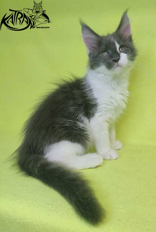 Katran Jack - Кошеня мейн-кун 2 місяця 2 тижні