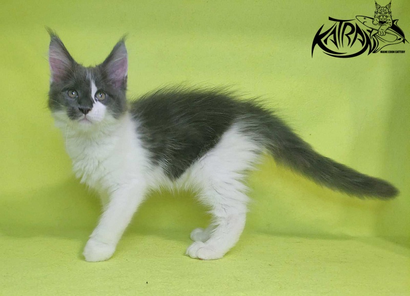 Katran Jack - Кошеня мейн-кун 2 місяця 2 тижні