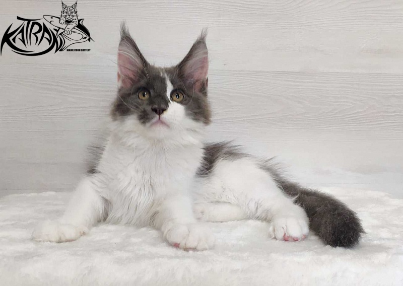 Katran Jack - Кошеня мейн-кун 3 місяця