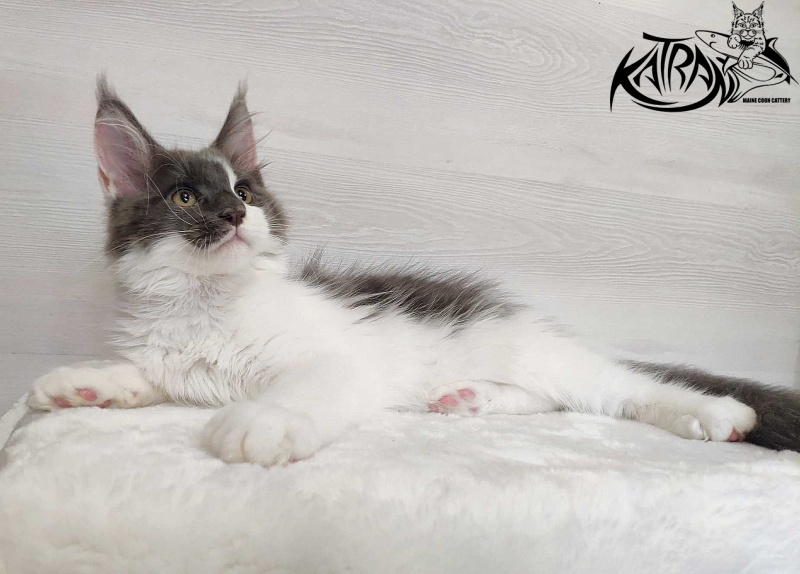 Katran Jack - Кошеня мейн-кун 3 місяця