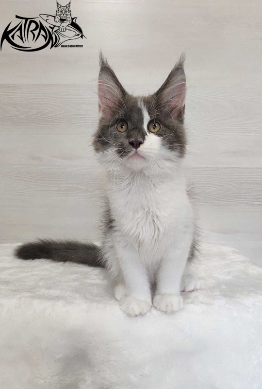 Katran Jack - Кошеня мейн-кун 3 місяця