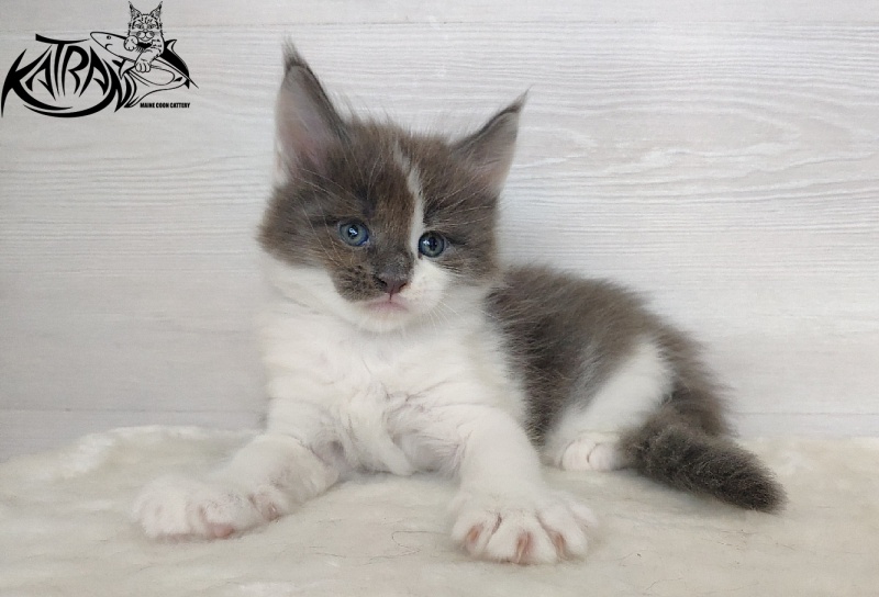 Katran Jack - Кошеня мейн-кун 1 місяць