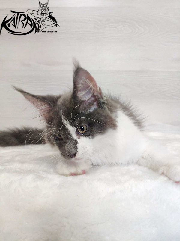 Katran Jack - Кошеня мейн-кун 3 місяця