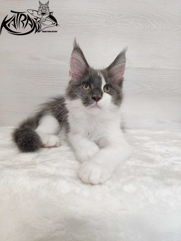 Katran Jack - Кошеня мейн-кун 3 місяця