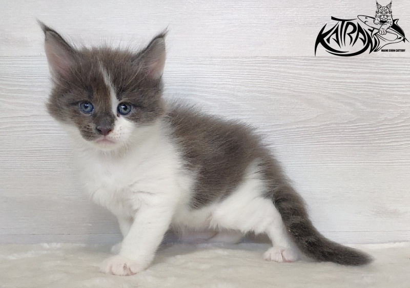 Katran Jack - Кошеня мейн-кун 1 місяць