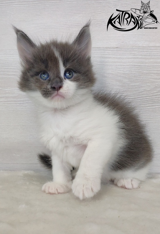 Katran Jack - Кошеня мейн-кун 1 місяць