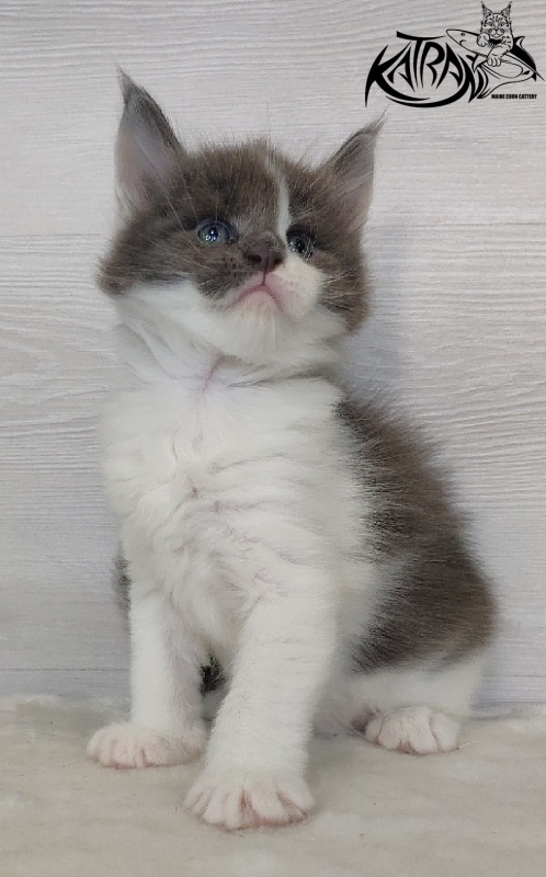 Katran Jack - Кошеня мейн-кун 1 місяць