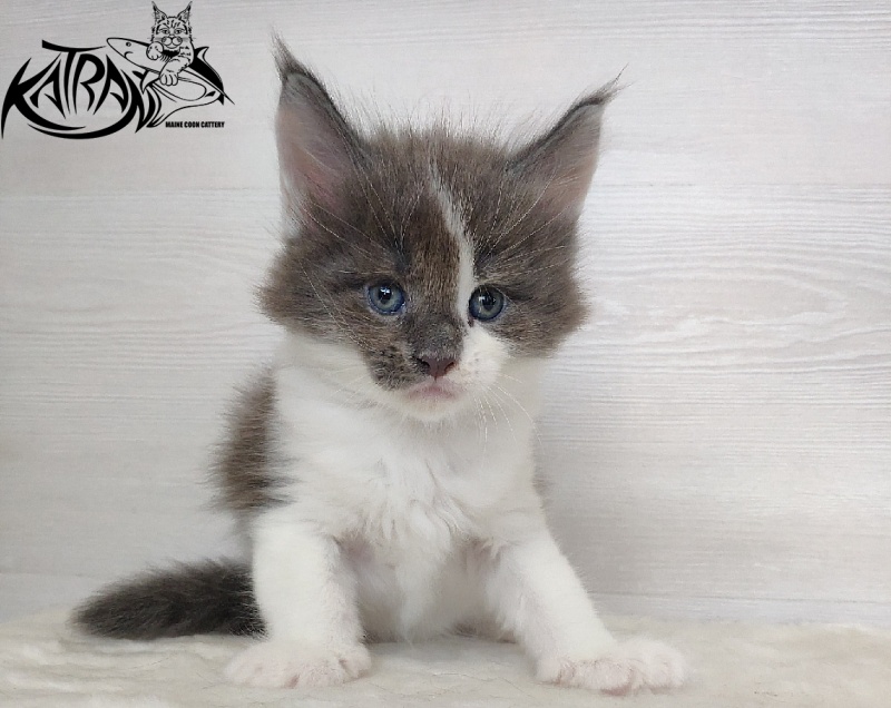 Katran Jack - Кошеня мейн-кун 1 місяць