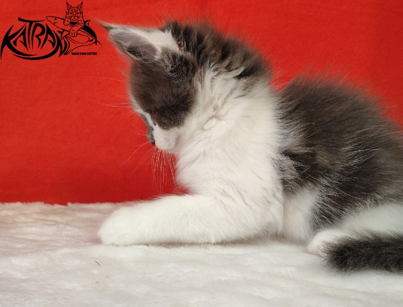 Katran Jack - Кошеня мейн-кун 1 місяць 3 тижні