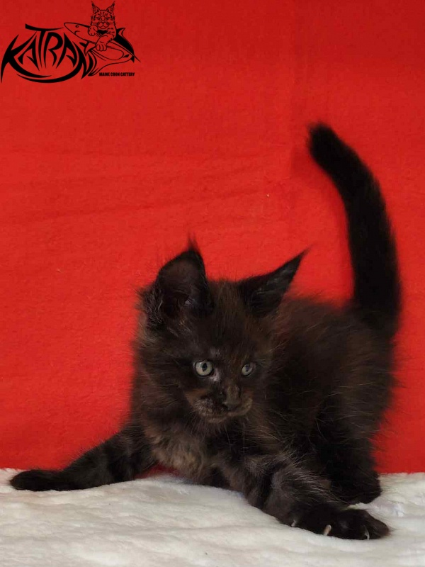 Katran Jordan - Кошеня мейн-кун 1 місяць 3 тижні