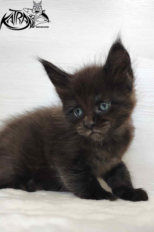 Katran Jordan - Кошеня мейн-кун 1 місяць